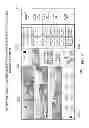 Fig. 22 - SYSTEM AND METHOD FOR A UNIVERSAL RESIDENT SCALABLE NAVIGATION AND CONTENT DISPLAY SYSTEM COMPATIBLE WITH ANY DIGITAL DEVICE USING SCALABLE TRANSPARENT ADAPTABLE RESIDENT INTERFACE DESIGN AND PICTO-OVERLAY INTERFACE ENHANCED TRANS-SNIP TECHNOLOGY