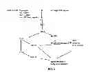 Fig. 06 - OMEGA-9 QUALITY BRASSICA JUNCEA