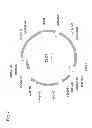 Fig. 16 - Insecticidal proteins