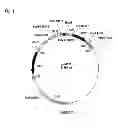 Fig. 02 - Methods for Increasing Resistance to Soybean Cyst Nematode in Soybean Plants