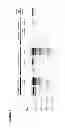 Fig. 06 - Vectors and Methods For Enhancing Recombinant Protein Expression in Plants