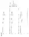 Fig. 10 - Vectors and Methods For Enhancing Recombinant Protein Expression in Plants
