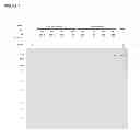 Fig. 11 - Vectors and Methods For Enhancing Recombinant Protein Expression in Plants