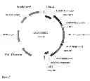 Fig. 12 - FAD2 performance loci and corresponding target site specific binding proteins capable of inducing targeted breaks