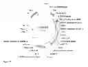 Fig. 24 - FAD2 performance loci and corresponding target site specific binding proteins capable of inducing targeted breaks
