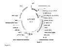 Fig. 26 - FAD2 performance loci and corresponding target site specific binding proteins capable of inducing targeted breaks