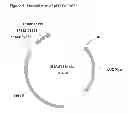 Fig. 10 - FAD2 performance loci and corresponding target site specific binding proteins capable of inducing targeted breaks