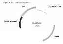 Fig. 11 - FAD2 performance loci and corresponding target site specific binding proteins capable of inducing targeted breaks
