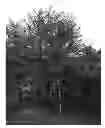 Fig. 01 - Cherry rootstock plant named 'STO3'