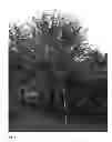 Fig. 02 - Cherry rootstock plant named 'STO3'
