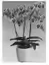 Fig. 01 - Phalaenopsis orchid plant named 'Pixie'