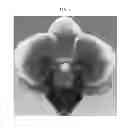 Fig. 03 - Phalaenopsis orchid plant named 'Pixie'