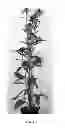 Fig. 02 - Echinacea plant named 'Orpass'