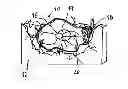 Fig. 01 - Apparatus and method for detecting the deflection of elastic elements