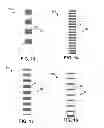 Fig. 07 - BUS BAR FOR A SOLAR CELL