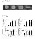Fig. 43 - OSTEOCHONDRAL IMPLANTS, ARTHROPLASTY METHODS, DEVICES, AND SYSTEMS