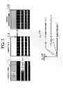 Fig. 04 - Charged particle microscope device and image capturing method