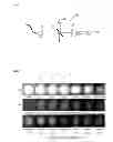 Fig. 07 - Retroreflective member producing iridescent reflected light