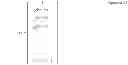 Fig. 18 - Method for WiFi beamforming, feedback, and sounding (WiBEAM)