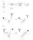 Fig. 03 - Pretargeting kit for imaging or therapy comprising a trans-cyclooctene dienophile and a diene