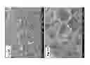 Fig. 15 - Amphiphilic linear peptidepeptoid and hydrogel comprising the same