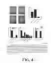 Fig. 05 - Suppression of bone loss by introducing FoxP3+ CD8 T-cells (Tc)
