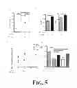 Fig. 06 - Suppression of bone loss by introducing FoxP3+ CD8 T-cells (Tc)