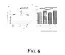 Fig. 07 - Suppression of bone loss by introducing FoxP3+ CD8 T-cells (Tc)