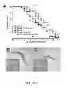 Fig. 04 - Modulating bacterial MAM polypeptides in pathogenic disease