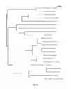 Fig. 12 - Modulating bacterial MAM polypeptides in pathogenic disease