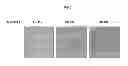 Fig. 06 - Novel Mensenchymal Stem Cells And Bone-Forming Cells