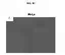Fig. 08 - Production of dentin, cementum and enamel by cells