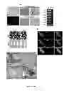 Fig. 07 - METHOD FOR PREPARING INDUCED PLURIPOTENT STEM CELLS AND ITS APPLICATIONS