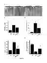 Fig. 15 - METHOD FOR PREPARING INDUCED PLURIPOTENT STEM CELLS AND ITS APPLICATIONS