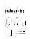Fig. 27 - METHOD FOR PREPARING INDUCED PLURIPOTENT STEM CELLS AND ITS APPLICATIONS