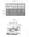 Fig. 22 - Method for screening a glutamate release inhibitor in an astrocyte
