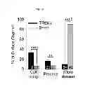 Fig. 43 - Method for screening a glutamate release inhibitor in an astrocyte