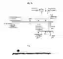 Fig. 50 - Method for screening a glutamate release inhibitor in an astrocyte