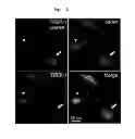 Fig. 84 - Method for screening a glutamate release inhibitor in an astrocyte