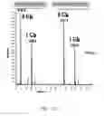 Fig. 22 - Recombinant or transgenic factor VII composition, each factor VII molecule having two N-glycosylation sites with defined glycan units