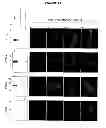 Fig. 09 - Chlamydia antigens