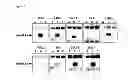 Fig. 05 - MAGEA3 BINDING ANTIBODIES