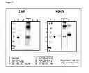 Fig. 14 - MAGEA3 BINDING ANTIBODIES