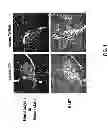 Fig. 02 - METHODS FOR PANCREATIC TISSUE REGENERATION