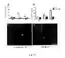 Fig. 12 - METHODS FOR PANCREATIC TISSUE REGENERATION