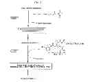 Fig. 04 - Anti-Integrin Immunoconjugates, Methods and Uses