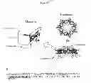 Fig. 02 - Modified chaperonin 10