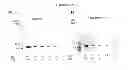 Fig. 06 - Modified chaperonin 10