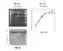Fig. 03 - Deletion of the beta 20-21 loop in HIV GP120 exposes the CD4 binding site for improved antibody binding and antibody induction