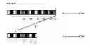 Fig. 11 - Immunogenic composition